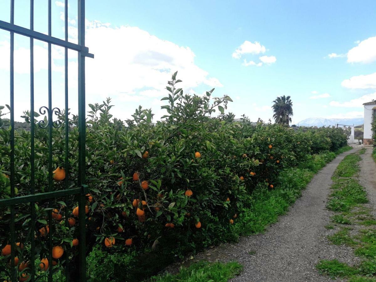 Casa Rural La Estrella Pizarra Dış mekan fotoğraf
